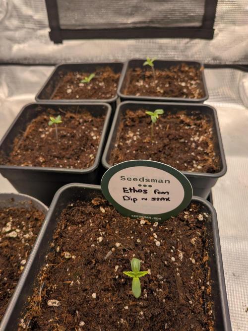 Dibbers 5x Ethos Dip n Stax. Week 1 - 07/02/26