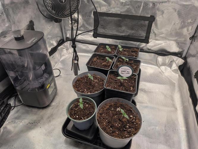 Dibbers Psychoberry Cheese F2 x3. Week 1 - 11/02/26