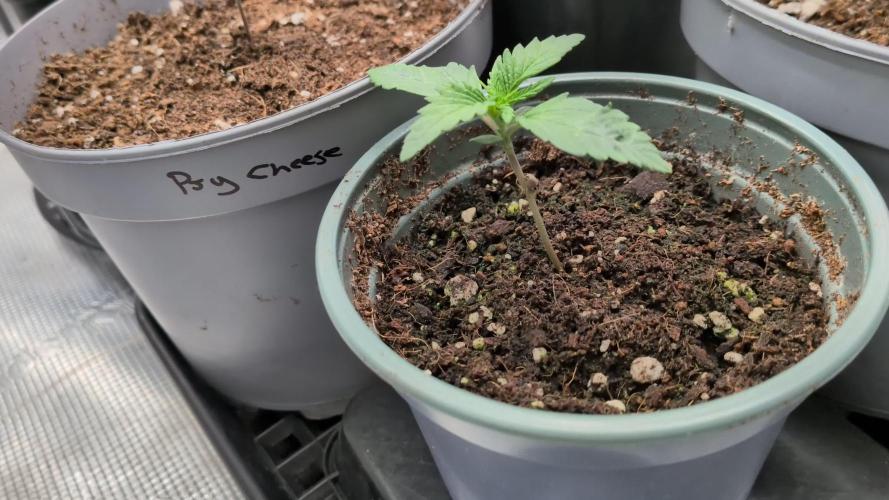 Dibbers 5x Ethos Dip n Stax