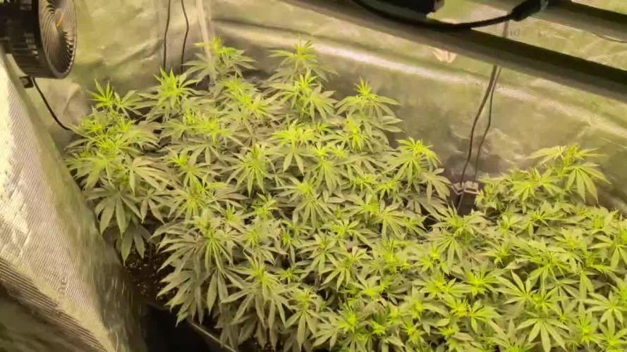 3x Seedsman - Blood Moon Gelato