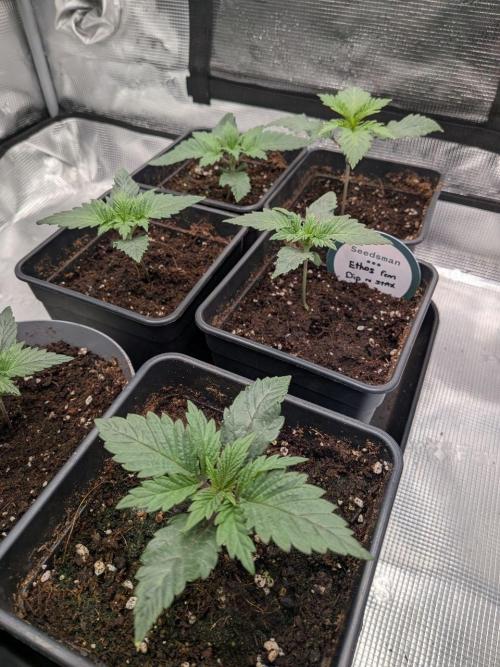 Dibbers 5x Ethos Dip n Stax. Week 2 - 17/02/26