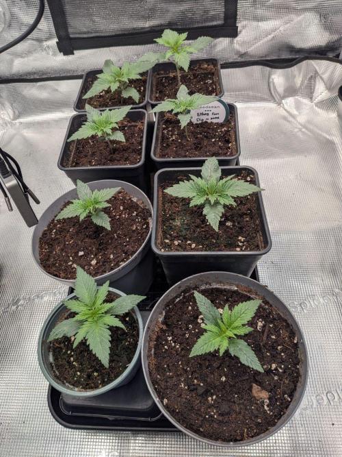 Dibbers 5x Ethos Dip n Stax. Week 2 - 17/02/26