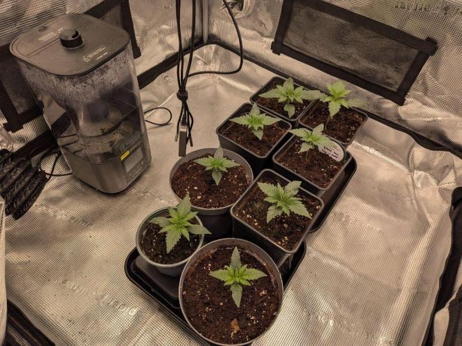 Dibbers Psychoberry Cheese F2 x3. Week 2 - 17/02/26