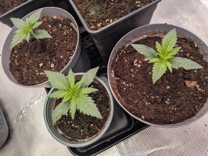 Dibbers Psychoberry Cheese F2 x3. Week 2 - 17/02/26 - 3x Pyschoberry Cheese F2