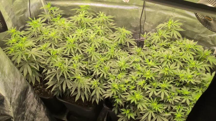 x4 Ethos Rare Capjunkie x Endgame #3