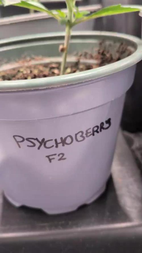 Dibbers Psychoberry Cheese F2 x3