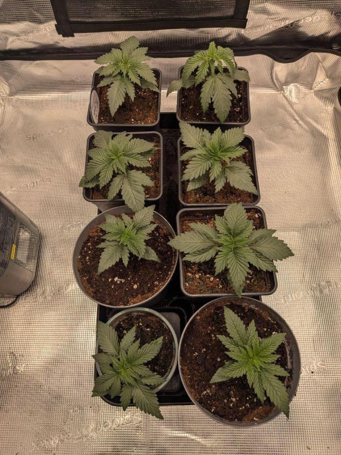 Dibbers Psychoberry Cheese F2 x3. Week 3 - 1 Dip n stax isnt too happy but the humidifier ran out at night 