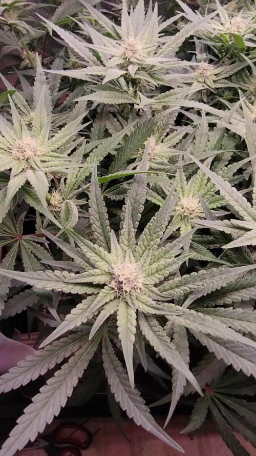 Solfire Gardens - Miami Mami