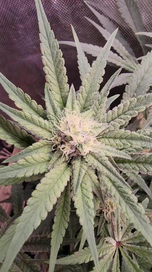 Solfire Gardens - Miami Mami