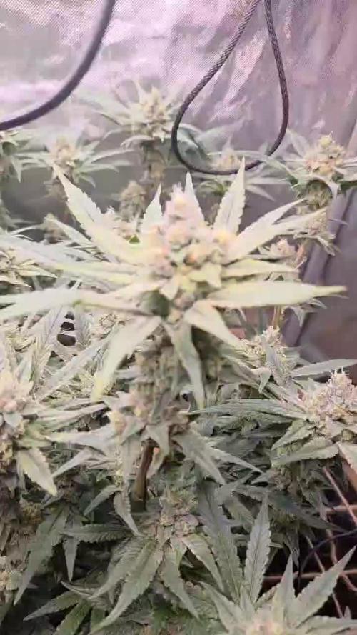 Solfire Gardens - Miami Mami