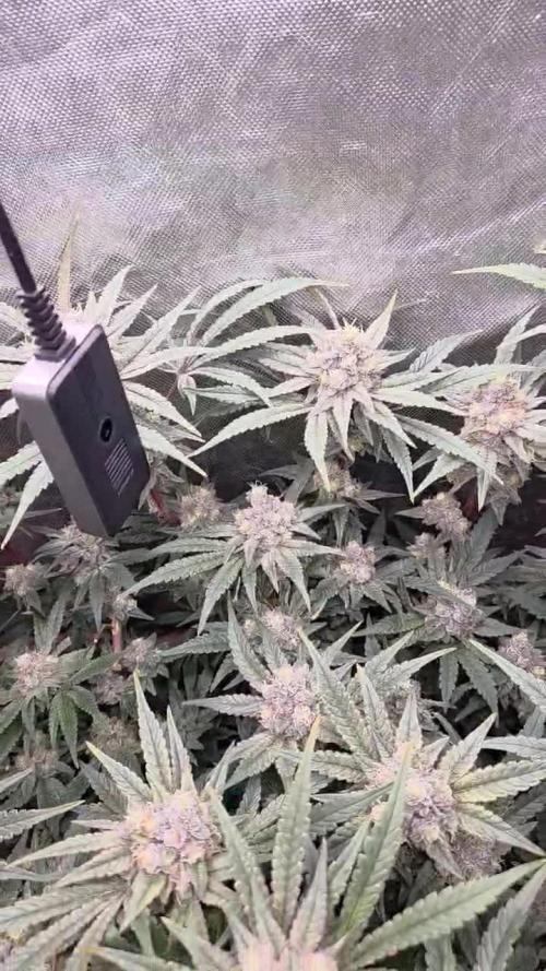 Solfire Gardens - Miami Mami