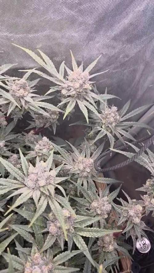 Solfire Gardens - Miami Mami