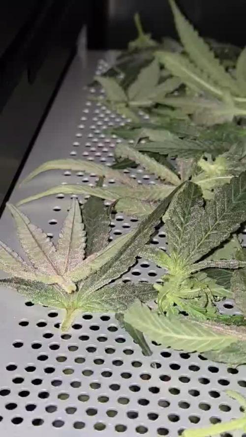 Solfire Gardens - Miami Mami