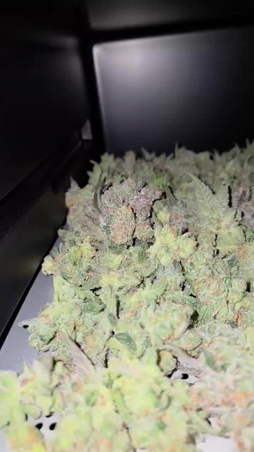 Solfire Gardens - Miami Mami