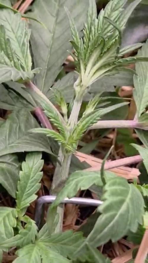 Strawberry Gorilla Auto