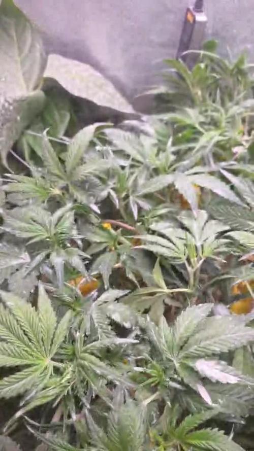 Strawberry Gorilla Auto