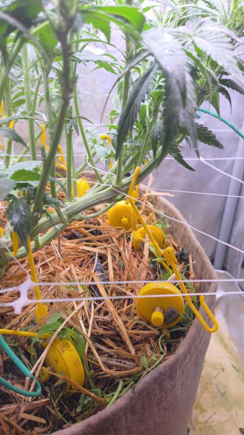 Strawberry Gorilla Auto