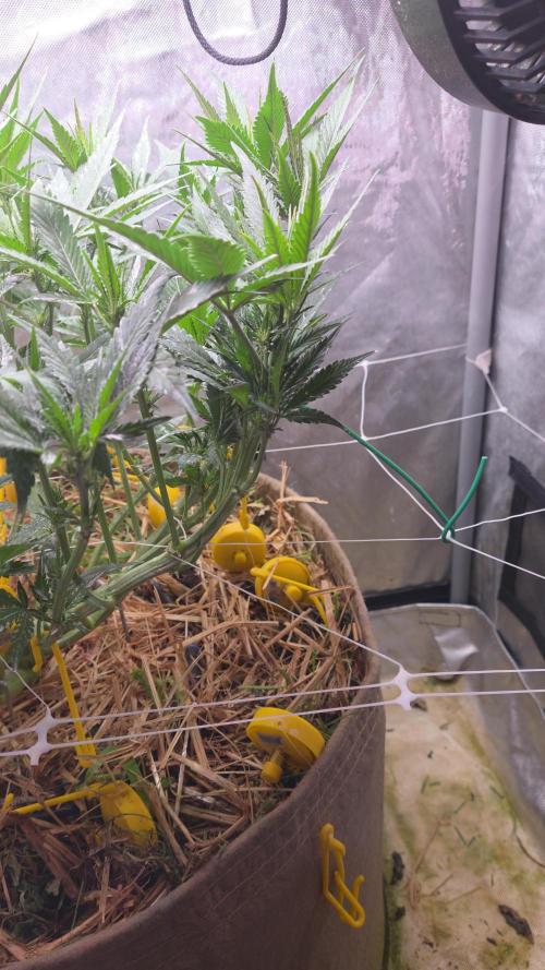 Strawberry Gorilla Auto