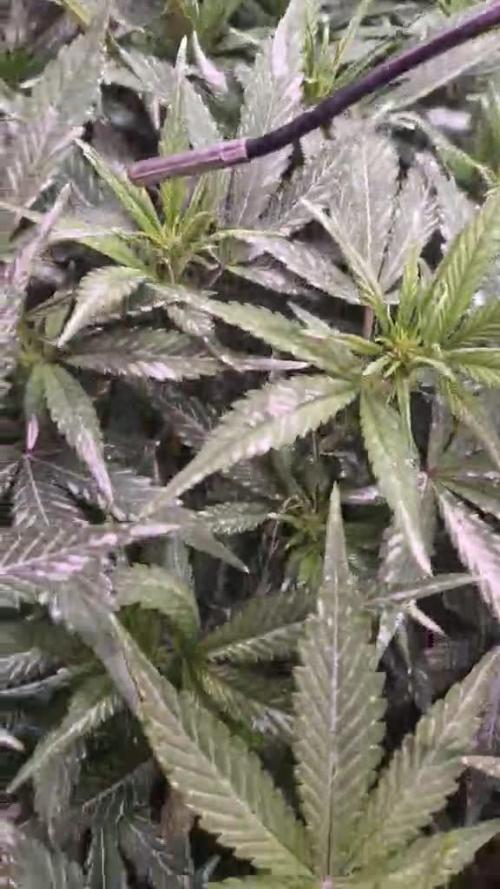 Strawberry Gorilla Auto