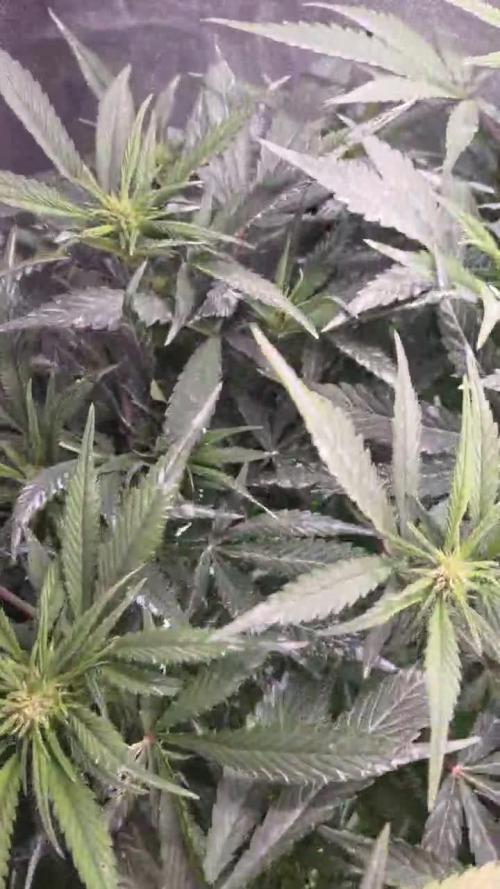 Strawberry Gorilla Auto