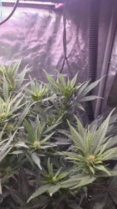 Strawberry Gorilla Auto