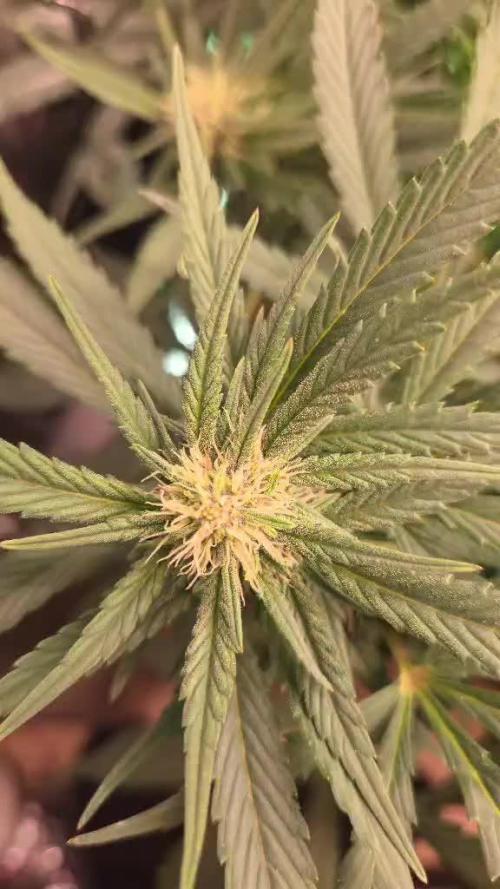 Strawberry Gorilla Auto