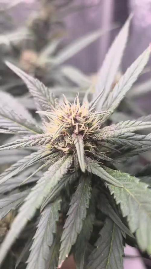 Strawberry Gorilla Auto