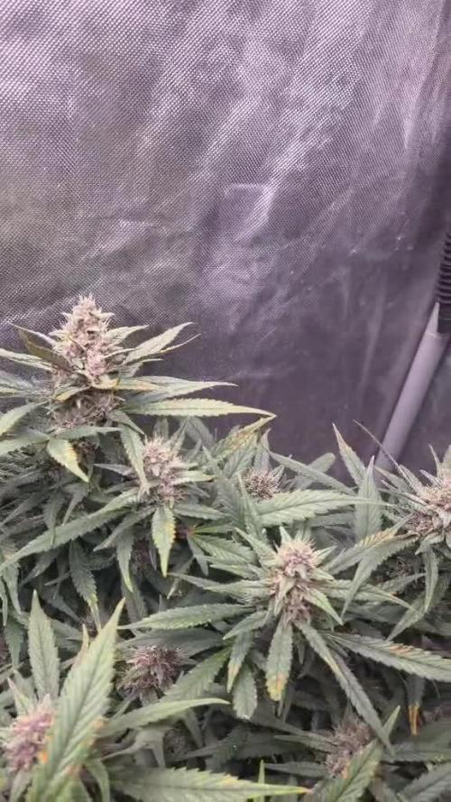 Strawberry Gorilla Auto