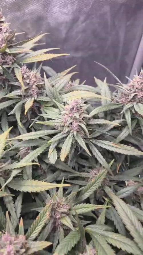 Strawberry Gorilla Auto