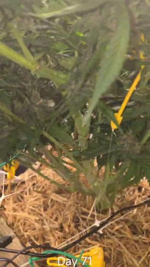 Strawberry Gorilla Auto