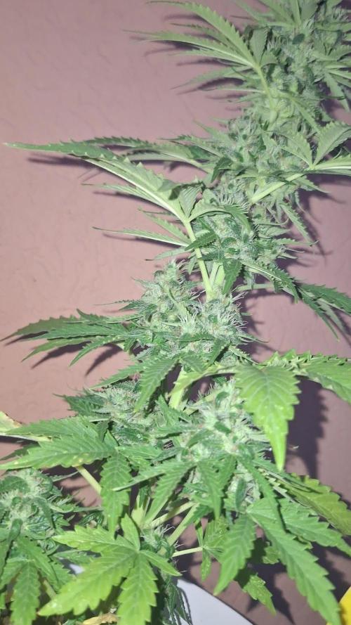 Orange Sherbet/Gorilla Cookies/BDevilXl