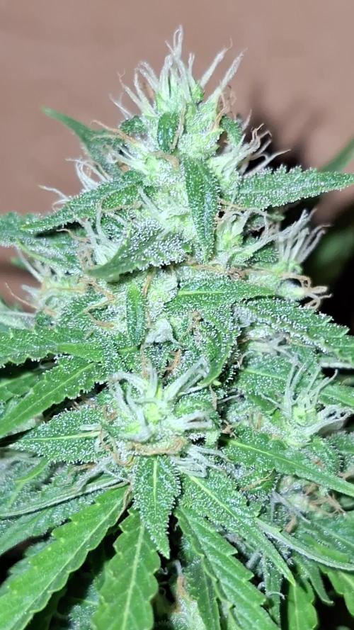 Orange Sherbet/Gorilla Cookies/BDevilXl
