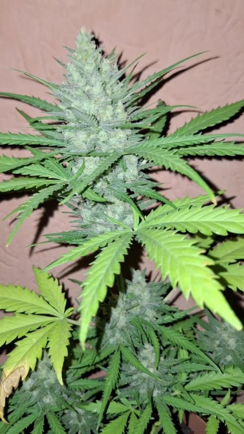 Orange Sherbet/Gorilla Cookies/BDevilXl