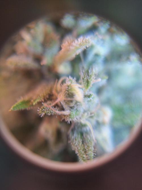 BunnyBud