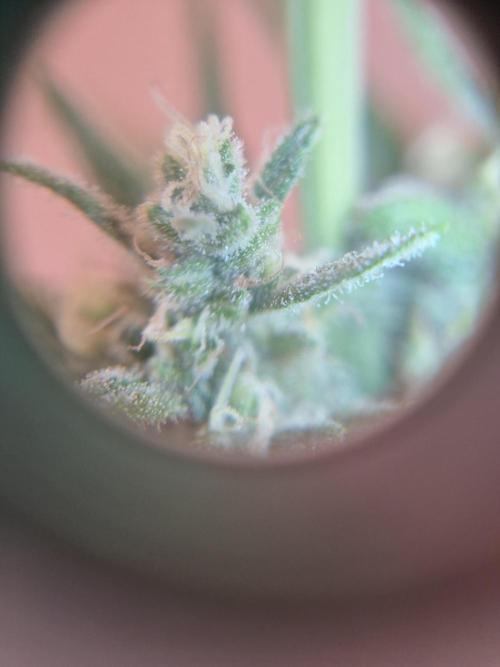 BunnyBud