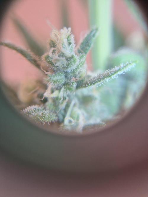 BunnyBud