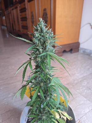 Comment by BunnyBud photo #2