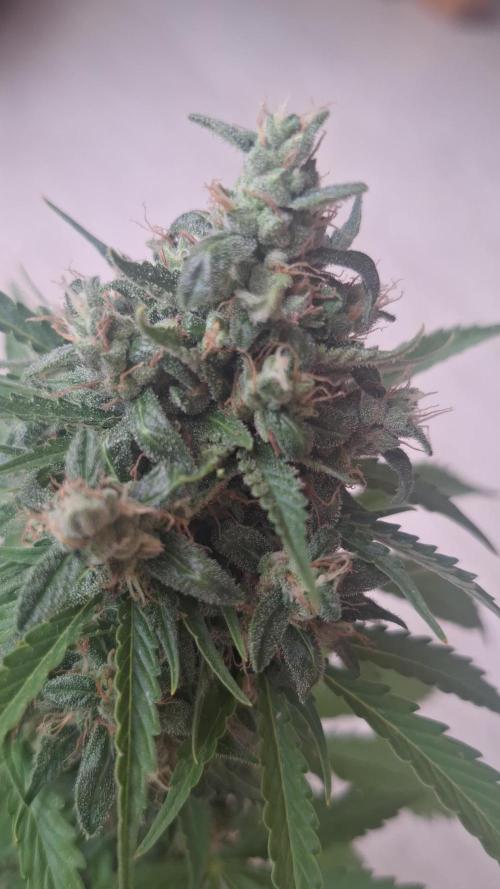 Orange Sherbet/Gorilla Cookies/BDevilXl