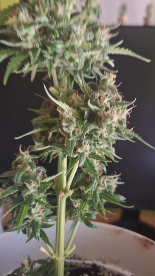 Orange Sherbet/Gorilla Cookies/BDevilXl