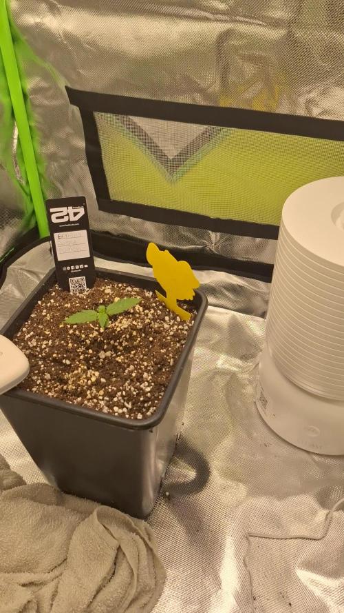 Banana Purple Punch Auto #Test1