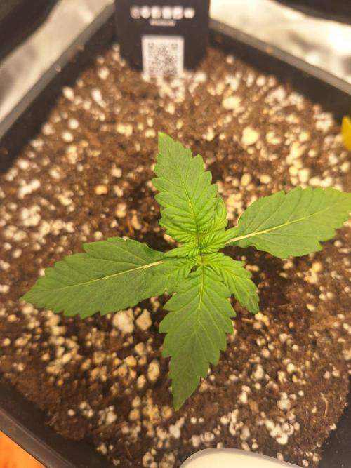 BunnyBud
