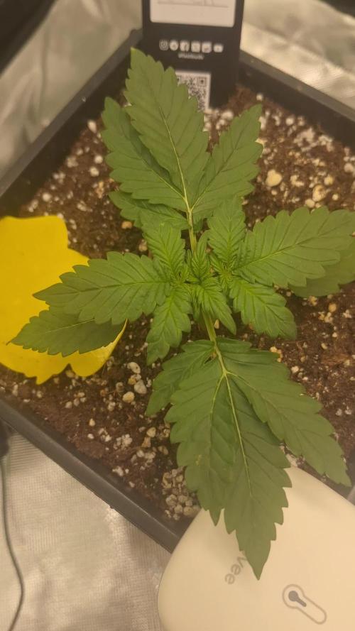 Banana Purple Punch Auto #Test1