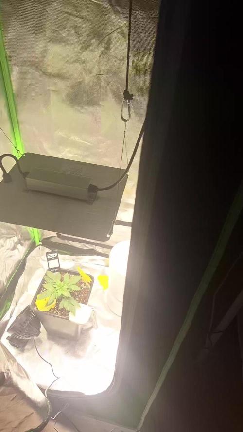 Banana Purple Punch Auto #Test1