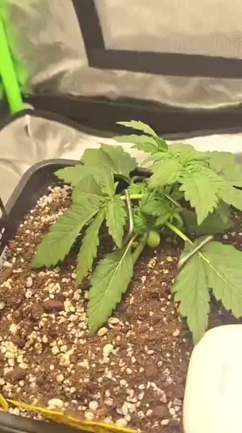 Banana Purple Punch Auto #Test1