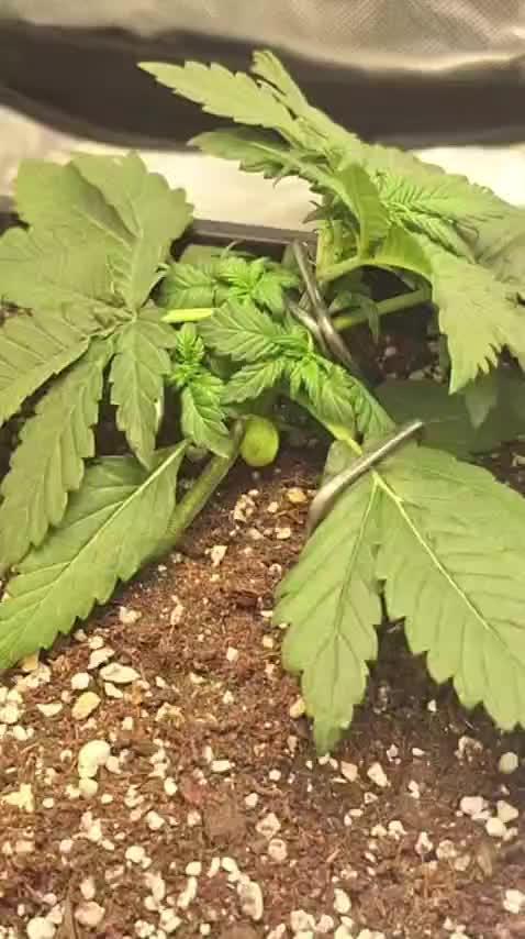 Banana Purple Punch Auto #Test1