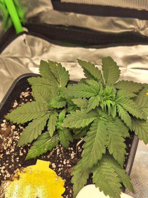 BunnyBud