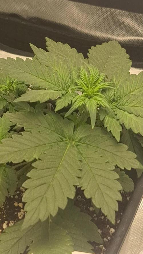 Banana Purple Punch Auto #Test1