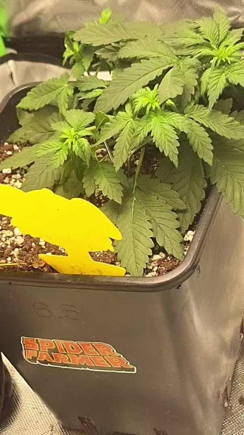 Banana Purple Punch Auto #Test1