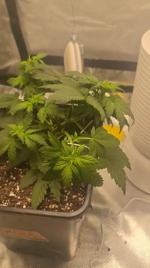 Banana Purple Punch Auto #Test1