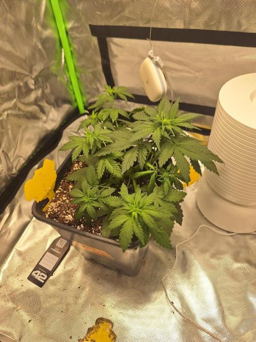 BunnyBud